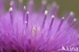 Meadow Thistle (Cirsium dissectum)