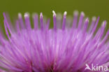 Meadow Thistle (Cirsium dissectum)