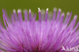 Spaanse ruiter (Cirsium dissectum)