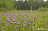 Meadow Thistle (Cirsium dissectum)