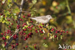 Sperwergrasmus (Sylvia nisoria)