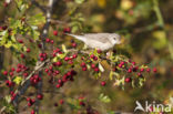 Barred Warbler (Sylvia nisoria)