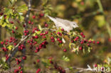 Barred Warbler (Sylvia nisoria)