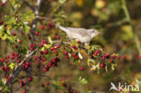 Barred Warbler (Sylvia nisoria)