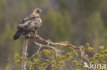 Steenarend (Aquila chrysaetos)