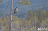 Golden Eagle (Aquila chrysaetos)