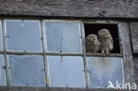 Little Owl (Athene noctua)