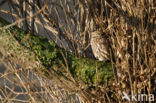 Little Owl (Athene noctua)