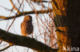 Steenuil (Athene noctua)