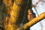 Steenuil (Athene noctua)