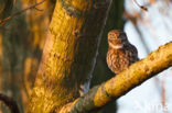 Steenuil (Athene noctua)