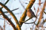 Steenuil (Athene noctua)