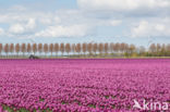 Tulip (Tulipa)