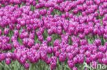 Tulp (Tulipa)