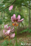 Turkse lelie (Lilium martagon)