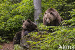 Brown Bear (Ursus arctos arctos)