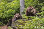 Brown Bear (Ursus arctos arctos)