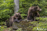 Brown Bear (Ursus arctos arctos)