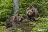 Brown Bear (Ursus arctos arctos)