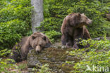 Brown Bear (Ursus arctos arctos)