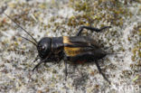 Field-cricket (Gryllus campestris)