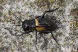 Veldkrekel (Gryllus campestris)