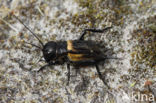 Field-cricket (Gryllus campestris)