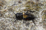 Field-cricket (Gryllus campestris)