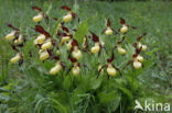 Lady s slipper (Cypripedium calceolus)