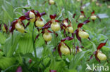 Lady s slipper (Cypripedium calceolus)