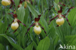 Lady s slipper (Cypripedium calceolus)