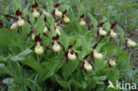 Lady s slipper (Cypripedium calceolus)