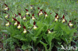 Lady s slipper (Cypripedium calceolus)