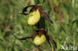 Lady s slipper (Cypripedium calceolus)