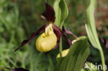 Lady s slipper (Cypripedium calceolus)