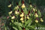 Lady s slipper (Cypripedium calceolus)