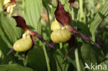 Lady s slipper (Cypripedium calceolus)