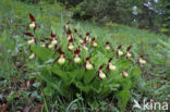 Lady s slipper (Cypripedium calceolus)