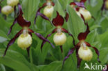 Lady s slipper (Cypripedium calceolus)