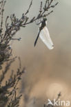 White-faced Darter (Leucorrhinia dubia)