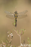 White-faced Darter (Leucorrhinia dubia)