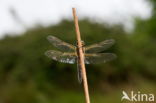 Viervlek (Libellula quadrimaculata)