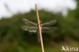 Viervlek (Libellula quadrimaculata)