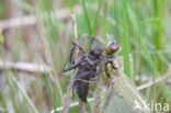 Viervlek (Libellula quadrimaculata)