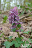 Vingerhelmbloem (Corydalis solida)