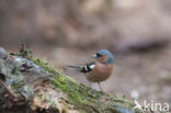 Chaffinch (Fringilla coelebs)