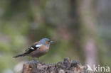 Vink (Fringilla coelebs)