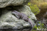 European Otter (Lutra lutra)