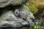 European Otter (Lutra lutra)