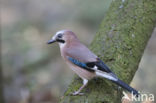 Vlaamse Gaai (Garrulus glandarius)